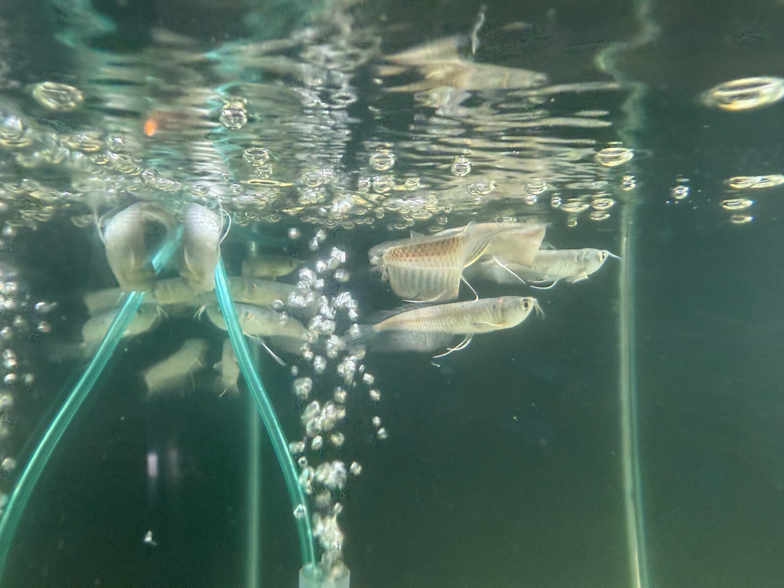 Silver Arowana Fish – Freshwater Predator Aquarium Specimen...