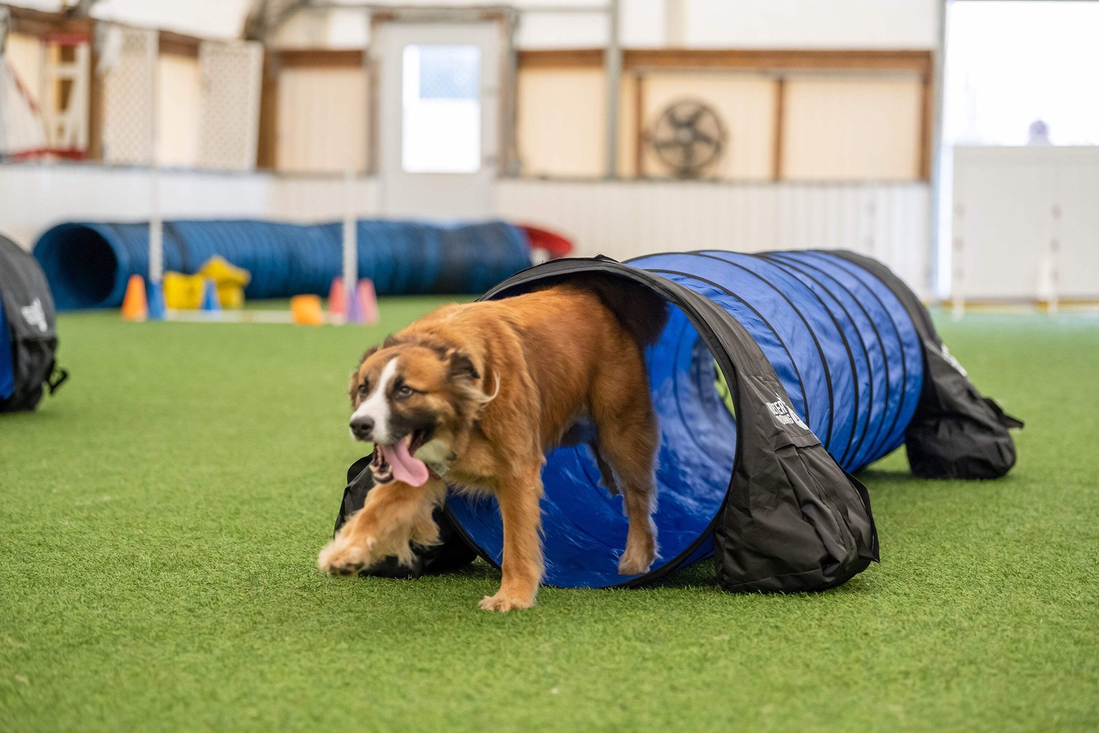 Better Sporting Dogs Agility Tunnel, 10 Foot Dog Training Tu...