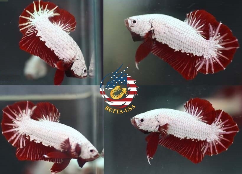 High Quality Betta Fish Halfmoon Plakat Red Dragon