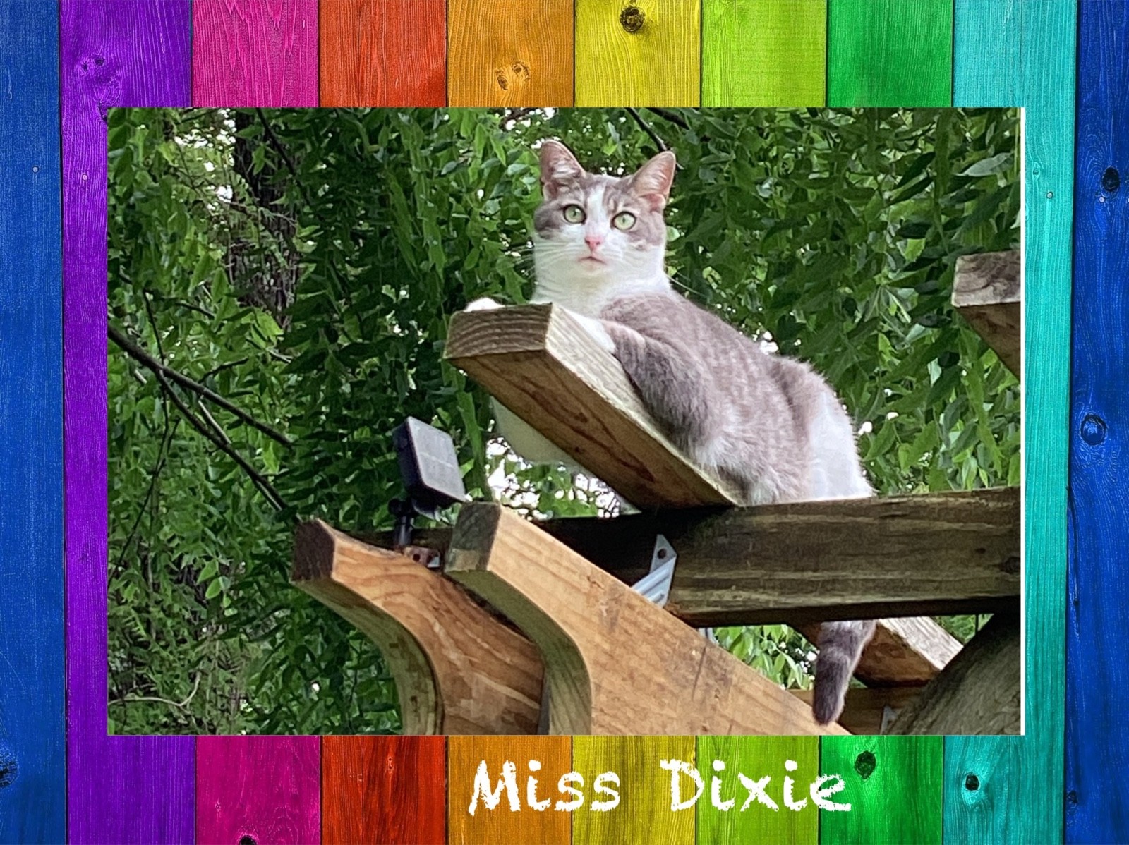 Cat Rescue Fundraiser - Support Shelter Cats