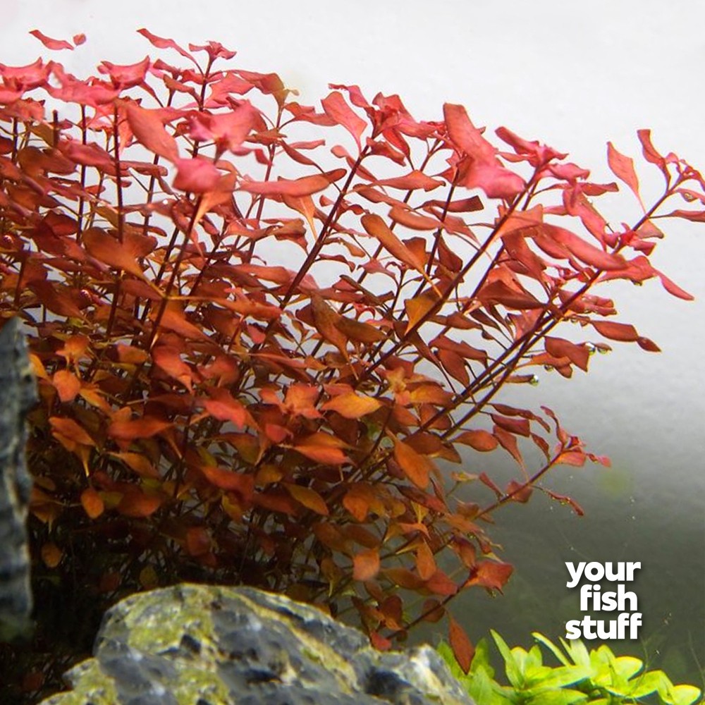 Super Red Mini Aquarium Plants - Ludwigia Species