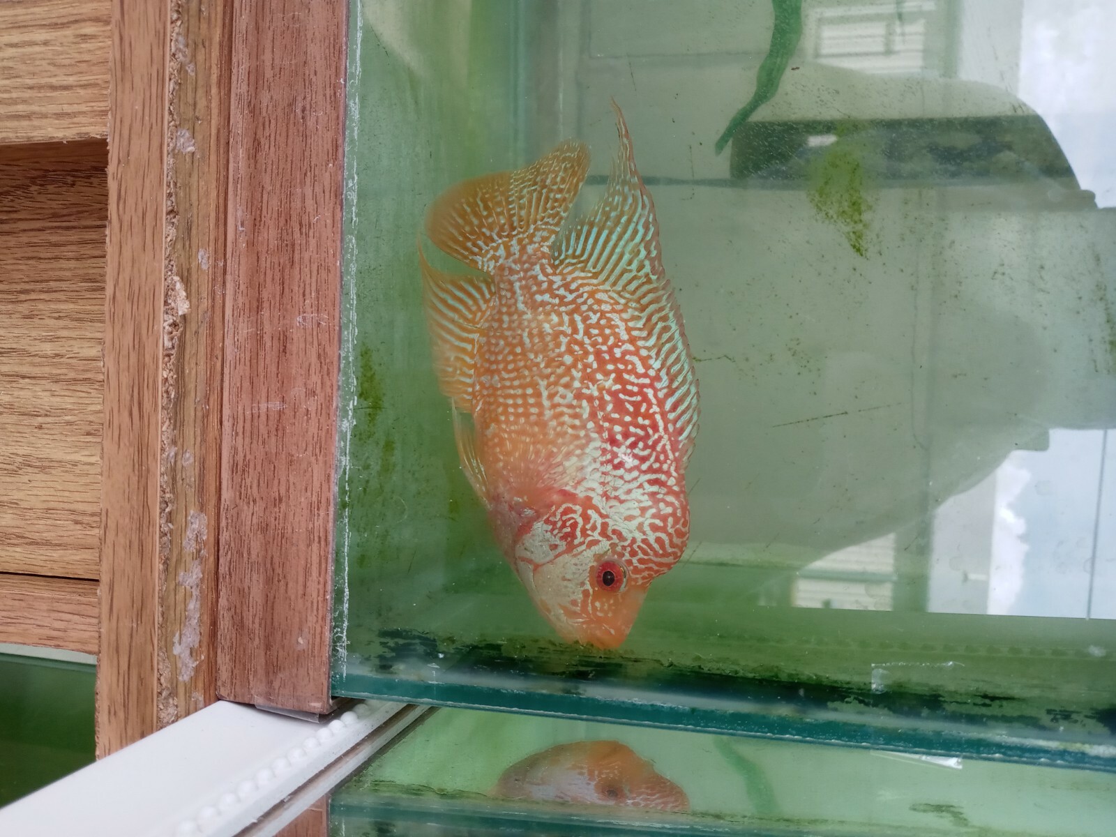Fireman's Dream Flowerhorn Male Fish