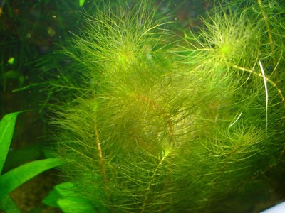 Aquarium Live Freshwater Foxtail Water Milfoil Fish Shrimp P...
