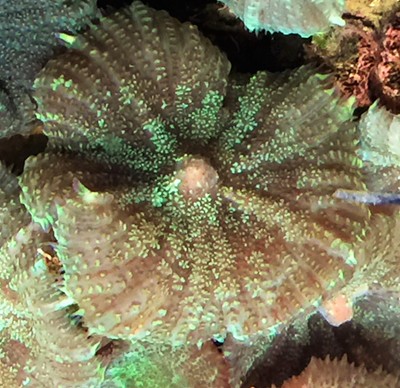 Awesome Green Shimmer Mushroom Frag Live Coral Reef Rock Usa...