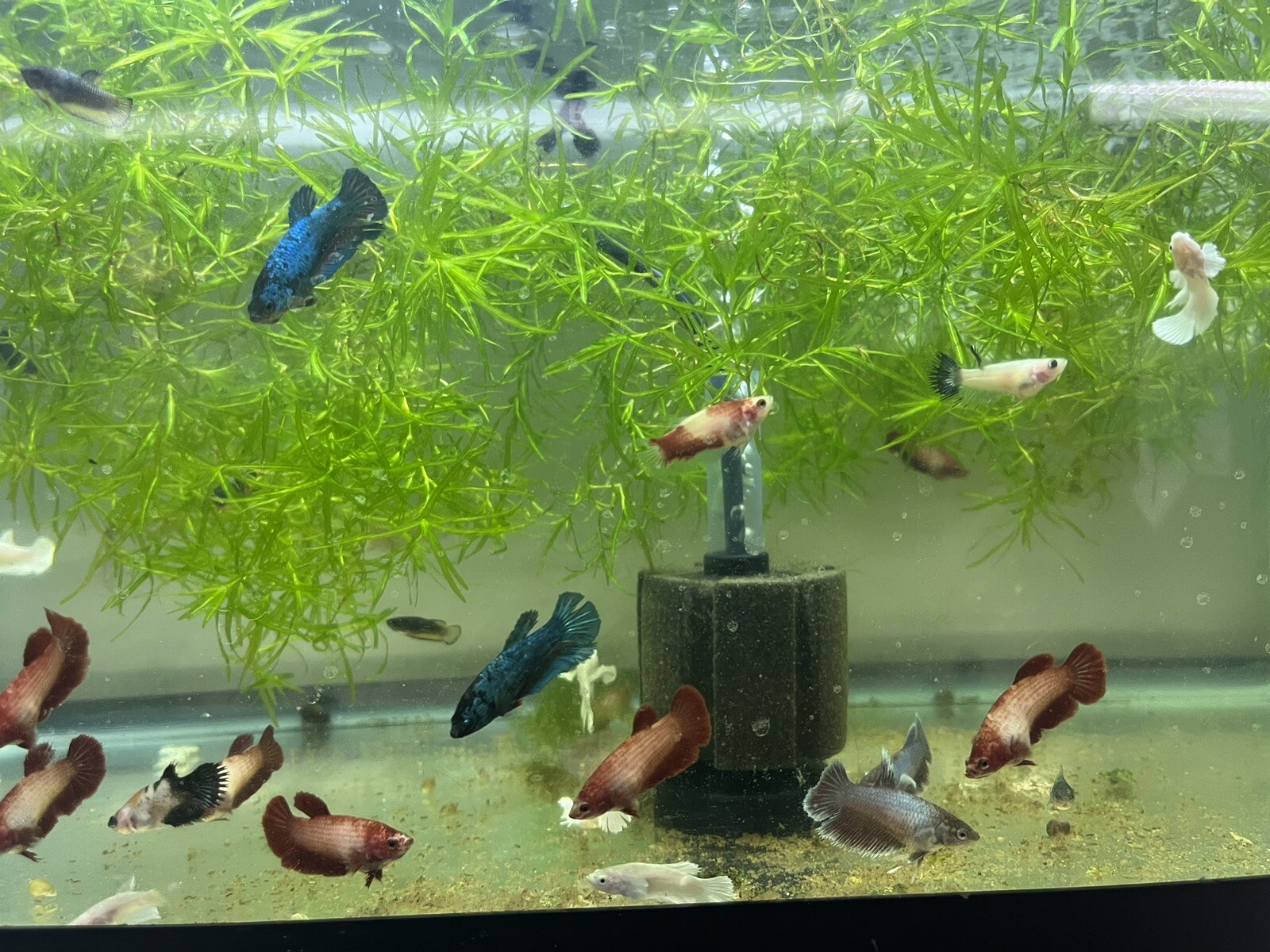 Betta Sorority Female Fish