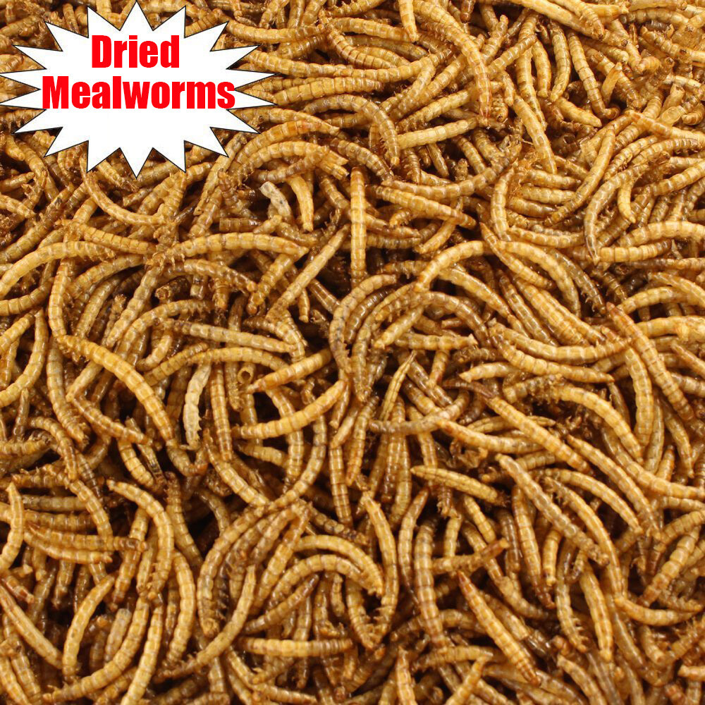 Wild Bird Mealworms - Blue Bird Chickens Hen Treats
