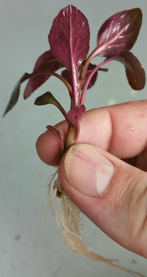 Cardinal Plant Live Aquarium Plant - Java Anubias Sword Anac...