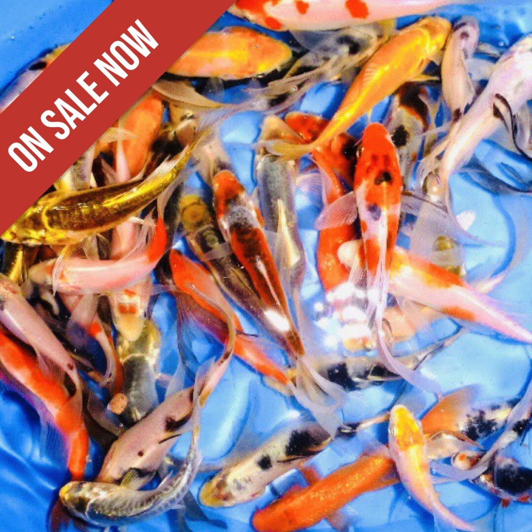 Assorted Koi Fish (2-4 Inches) - Premium Quality Live Pond G...