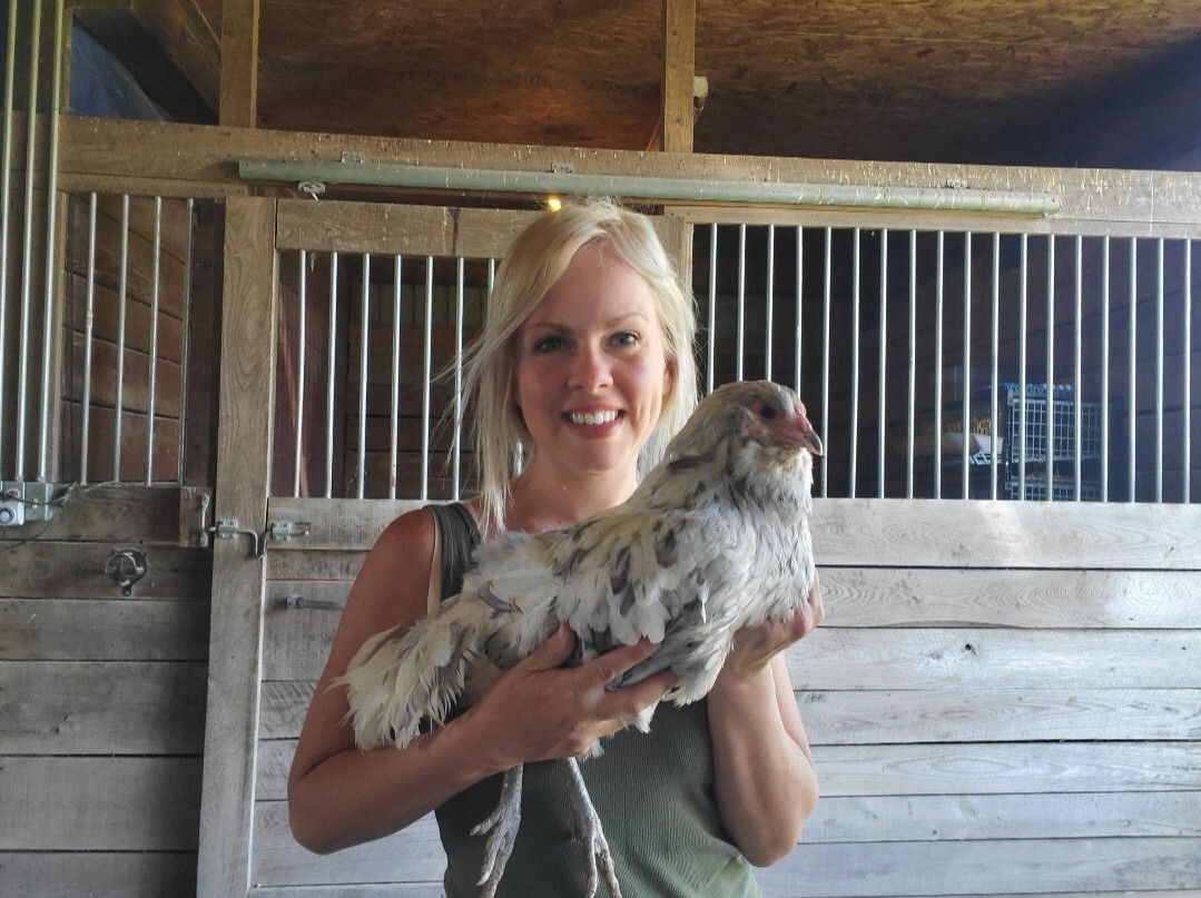 Purebred Ameraucana Hatching Eggs - Fresh Fertile Eggs