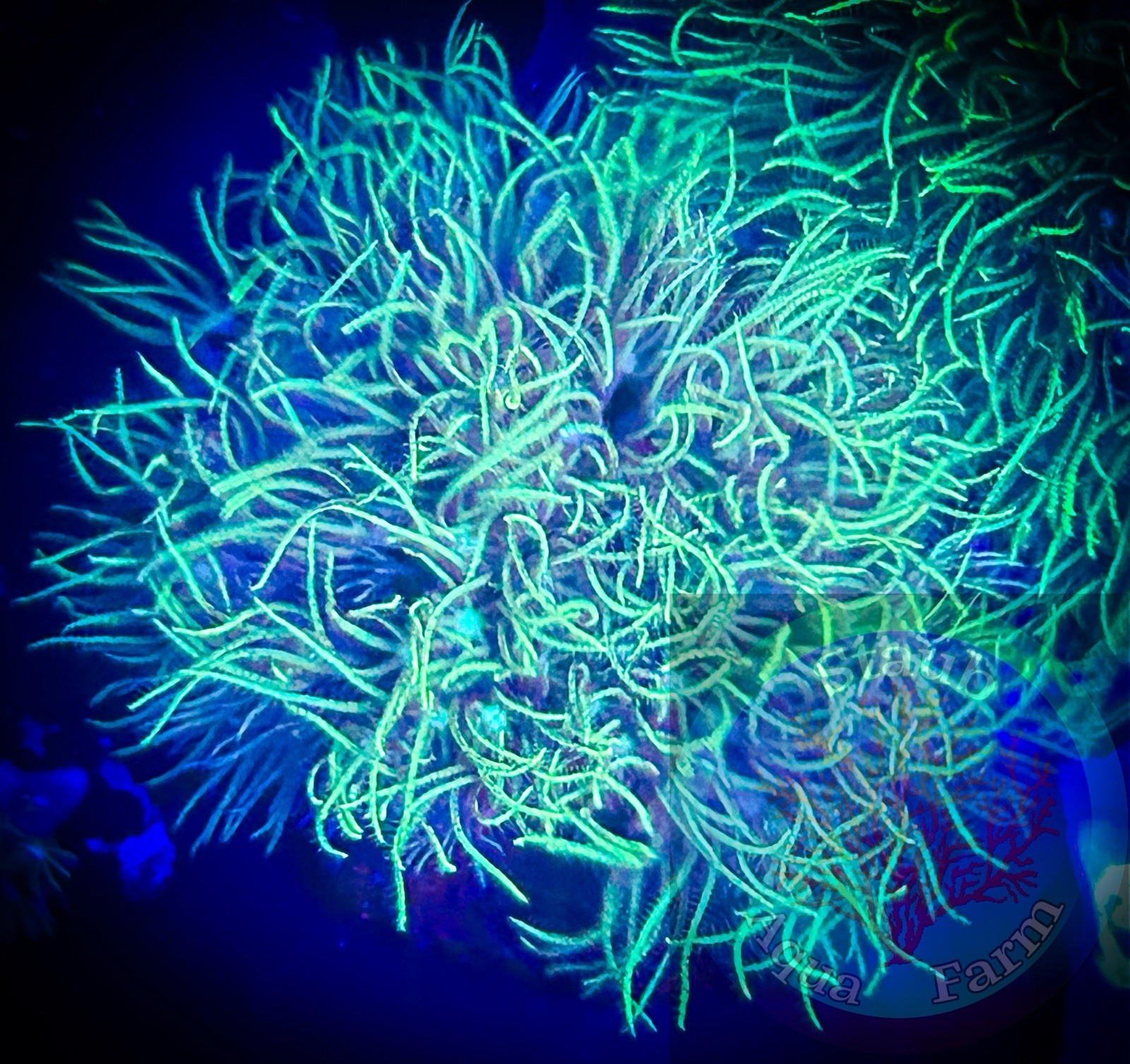 Green Star Polyp Coral Frag Plug - WYSIWYG Live Reef Coral