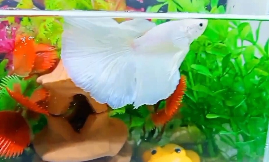 White Platinum Halfmoon Betta Fish - Thai Import