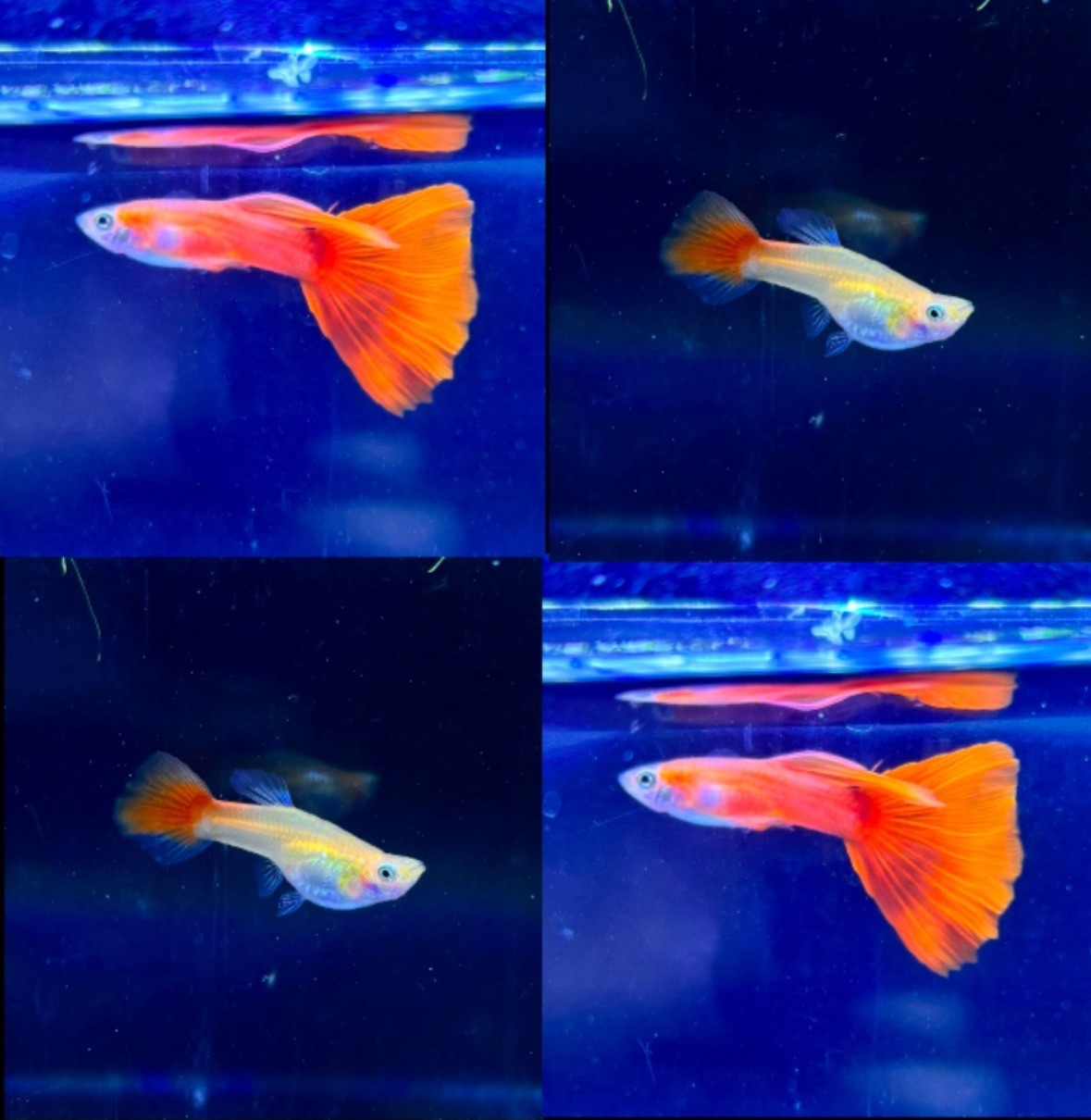 Red Live Guppy Pair - High Quality Fish