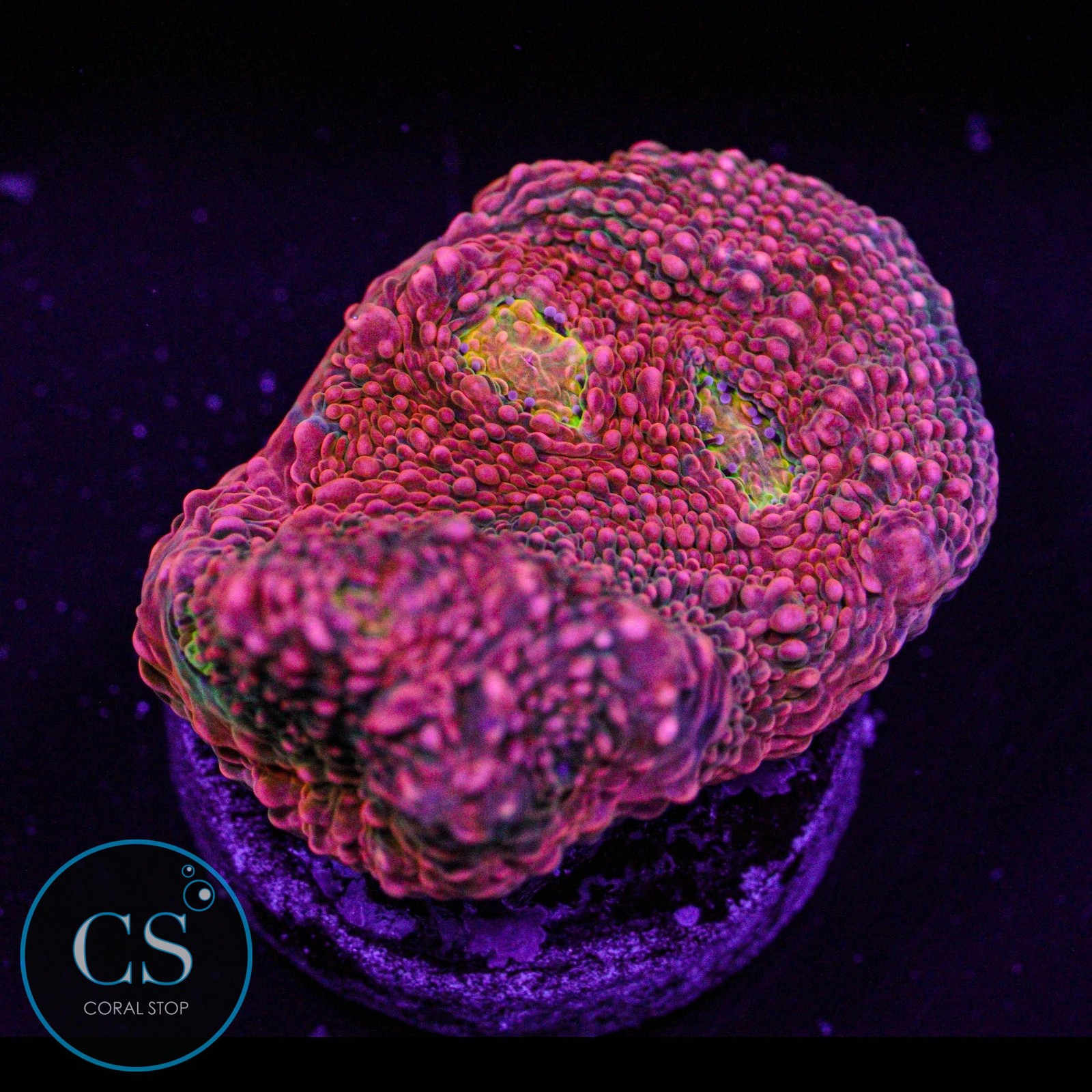 CS Pink Boobies Chalice - Live Coral Reef