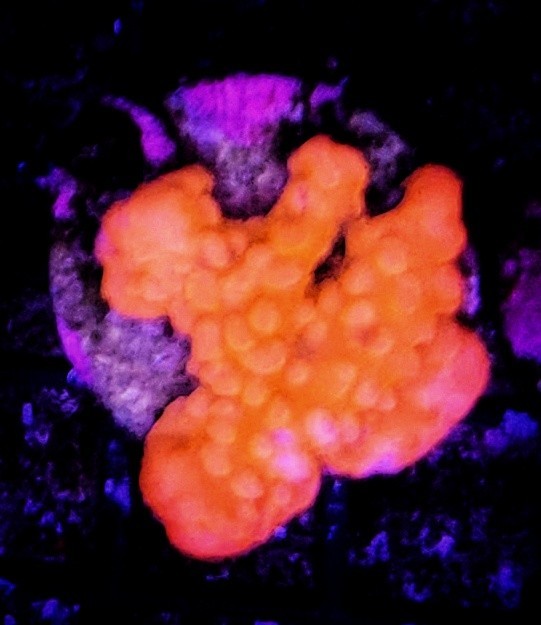 Super Bright Orange Montipora Setosa Live Coral Frag