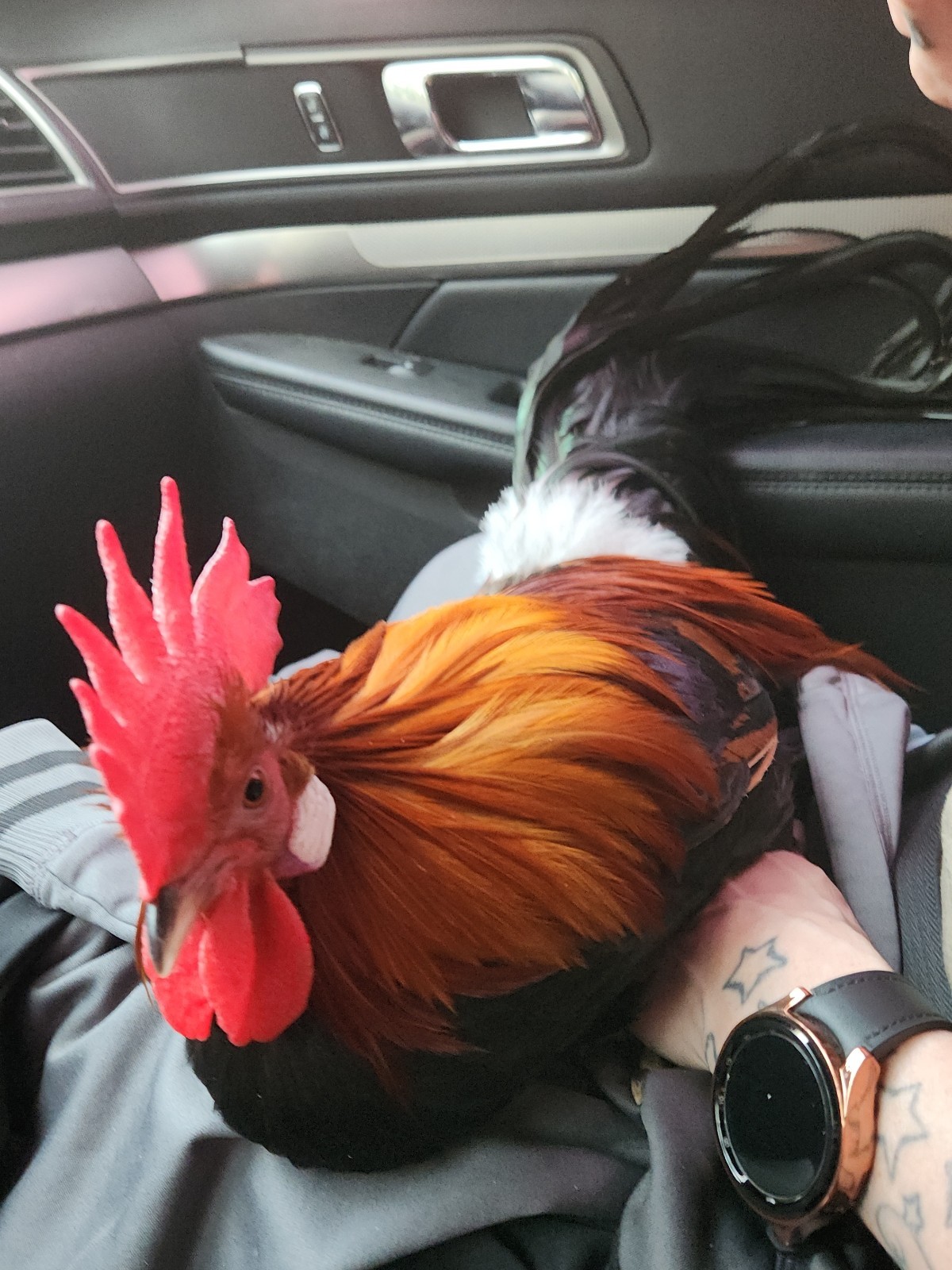 Black Breastfed Red Phoenix Hatching Eggs | Exhibition Lines...