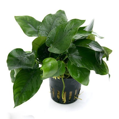 Anubias Barteri Nana Full Pot - Live Aquarium Freshwater Pla...