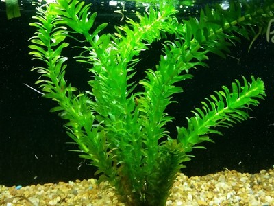 Anacharis Elodea Egeria Densa Ada Easy Live Fish Aquarium Po...