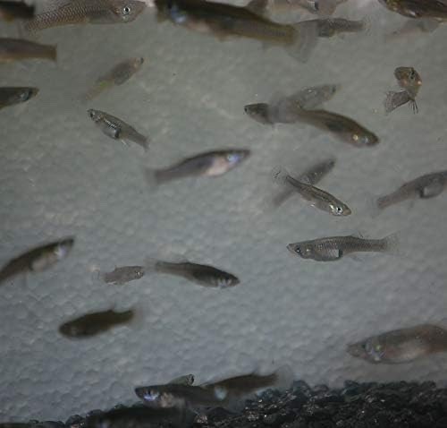 Gambusia Mosquito Fish (Koi Pond Feeders) - 15 Live Fish