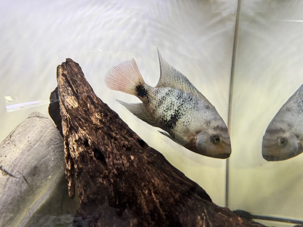 Vieja Black Belt Cichlid - Live Freshwater Fish - Exact Fish...