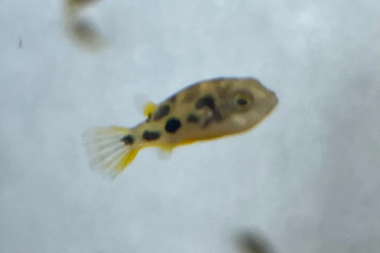 Pea Puffer Live Arrival Guarantee