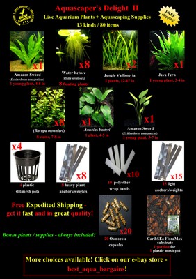 Live Aquarium Plants + Aquascaping Supplies - Amazon Sword J...