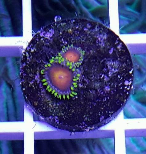 Ultra Zoa Frag Zoanthid Lps Sps Polyps Live Coral Wysiwyg F9