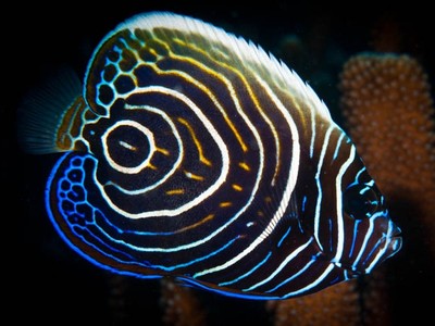 Emperor Angelfish (Juvenile) For Saltwater Reef Aquarium Liv...
