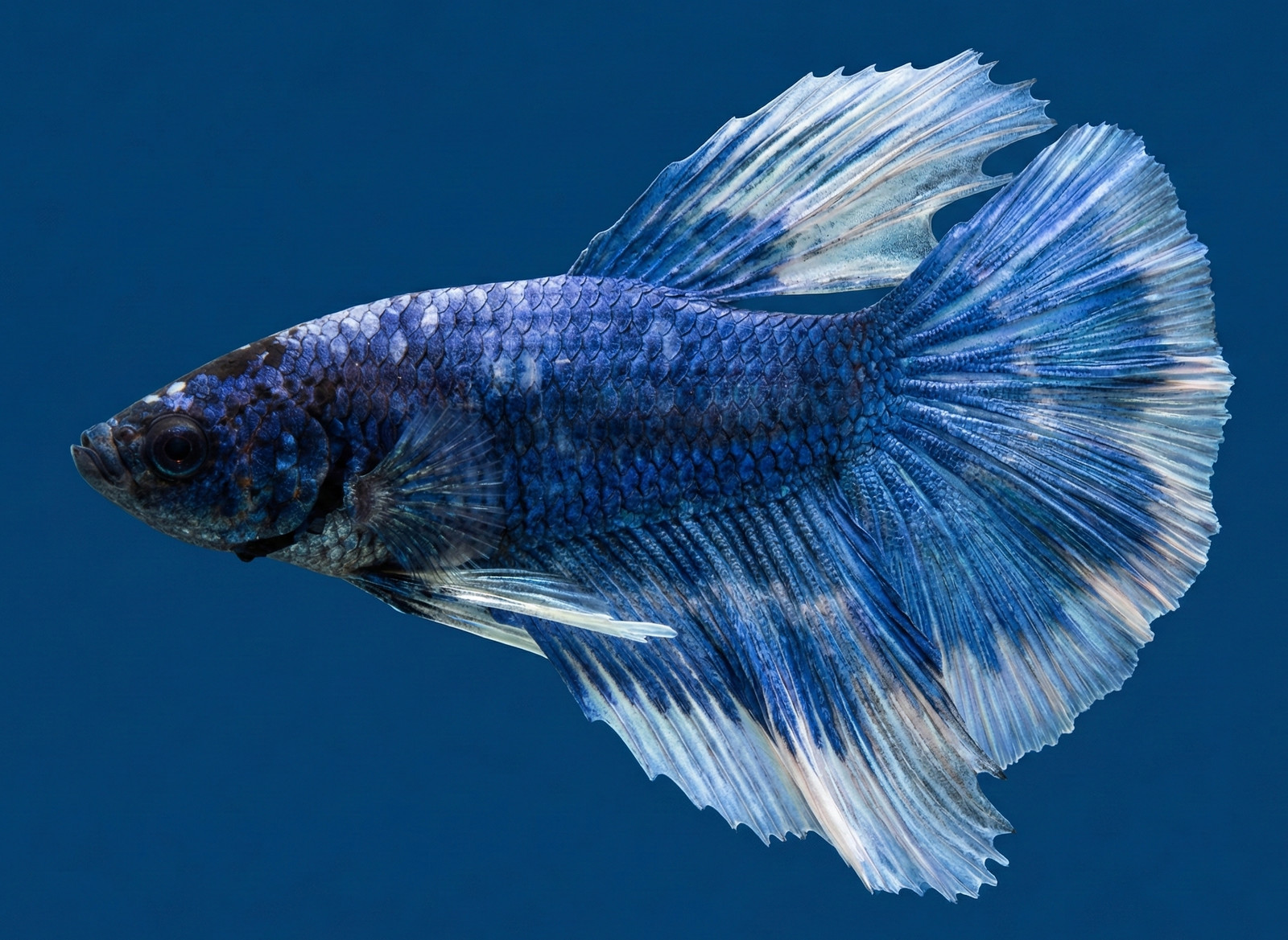 Blue White Halfmoon Male Betta Fish