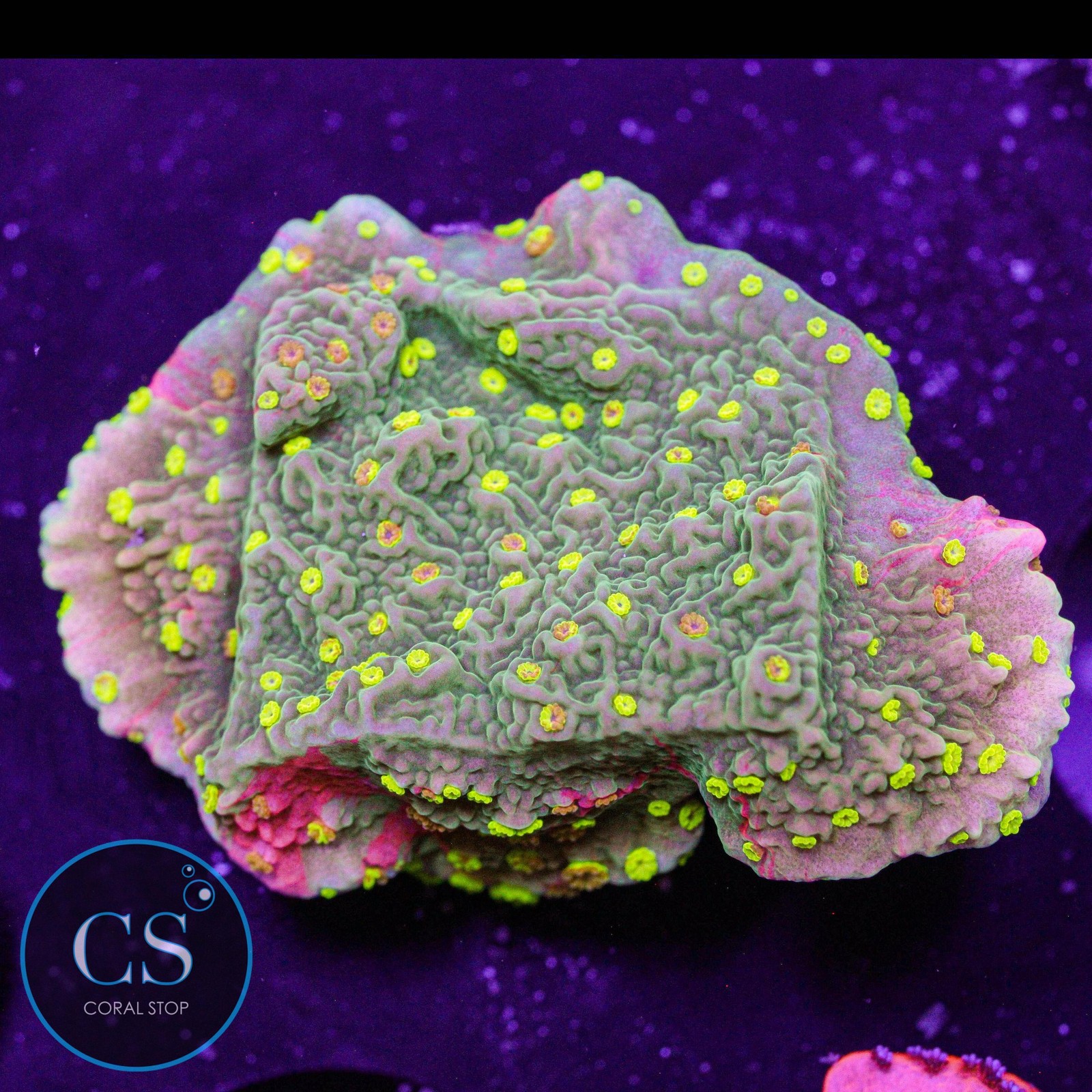 Sunfire Montipora Live Coral - WYSIWYG Coral Variety