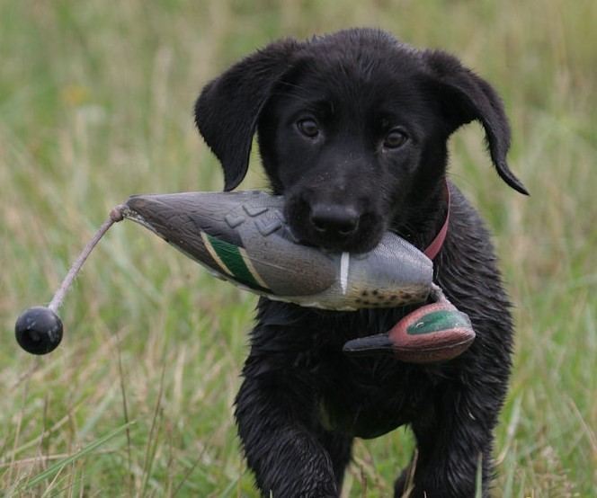 Avery Greenhead Gear GHG Dog EZ Bird GW Teal ATB Training Bu...