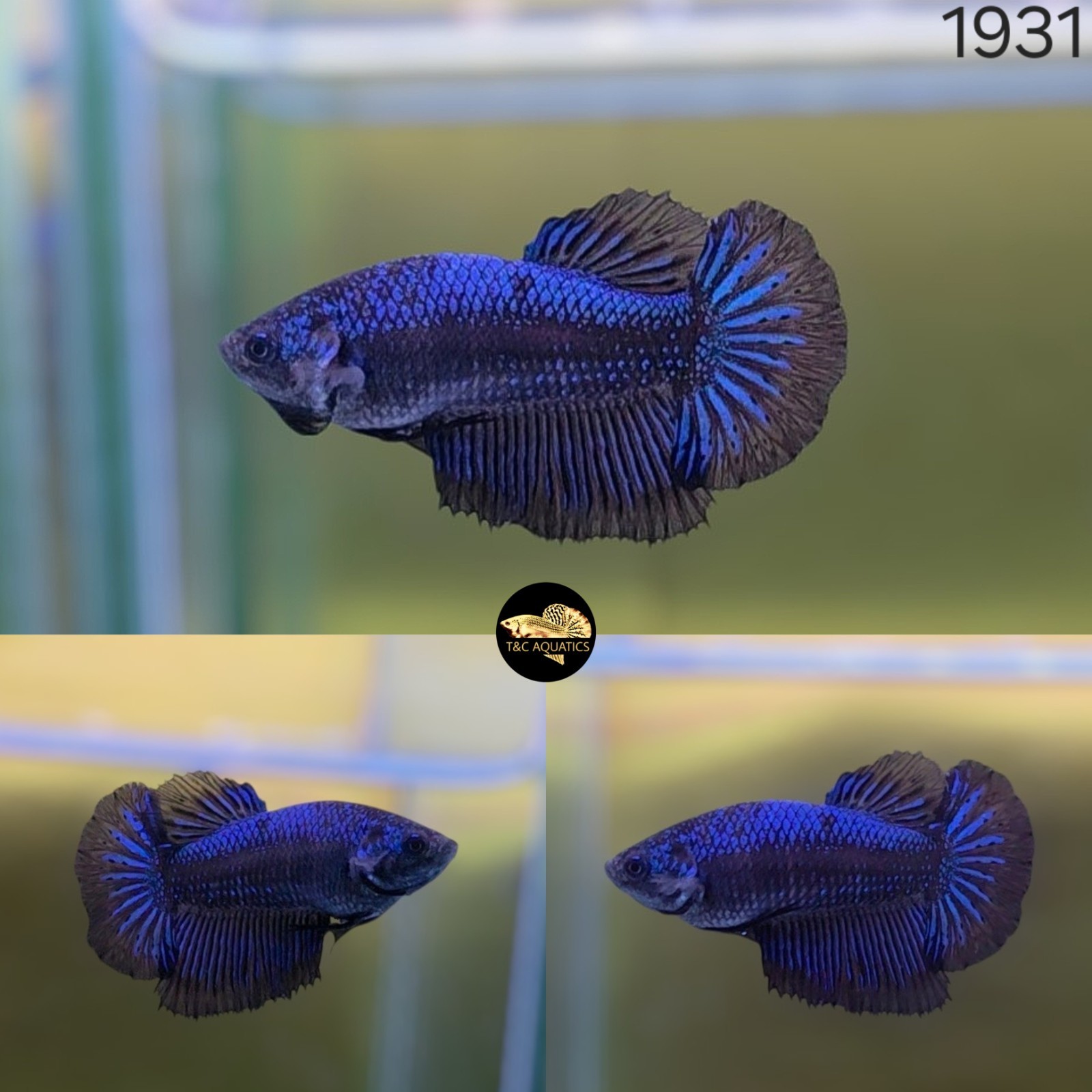 Black Orchid Betta Fish FEMALE