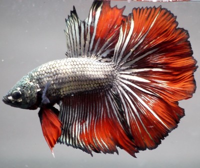 Live Tropical Fish-Big Copper Red Full Mask Halfmoon I3