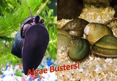 25 Freshwater Clams + 6 Trapdoor Snails Combo Live -Koi-Aqua...