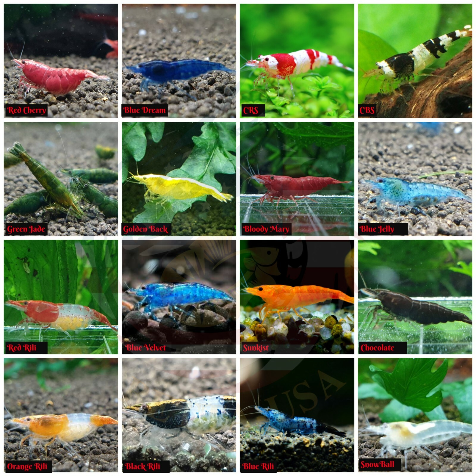 Freshwater Shrimp Pack - 10 Live Shrimp
