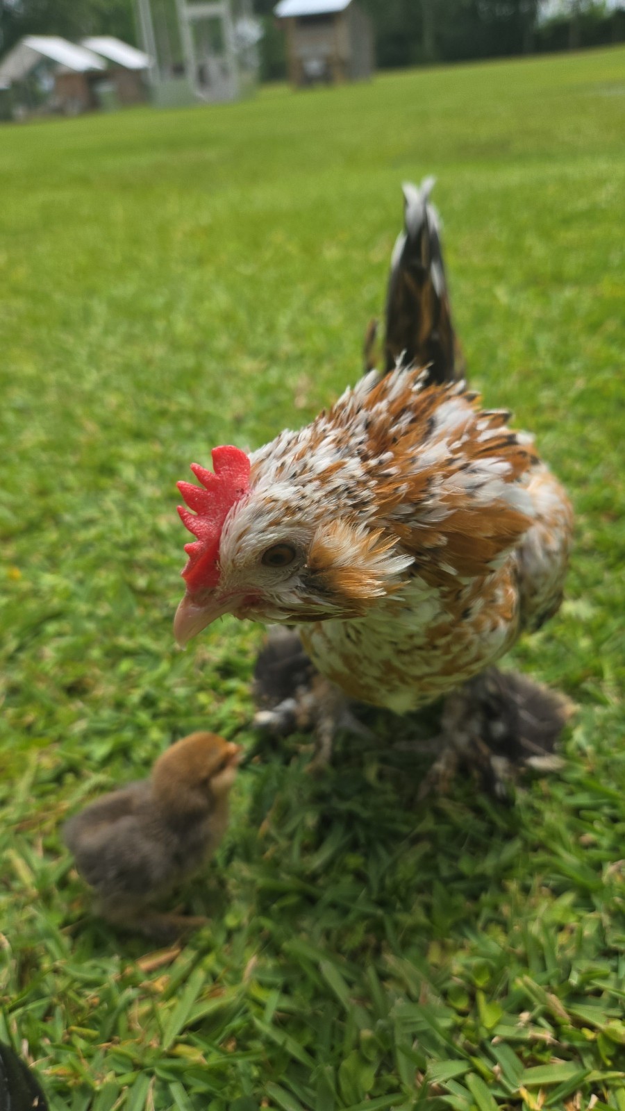 Belgian Bearded Mille Fleur D'uccle Hatching Eggs (12+) Cert...