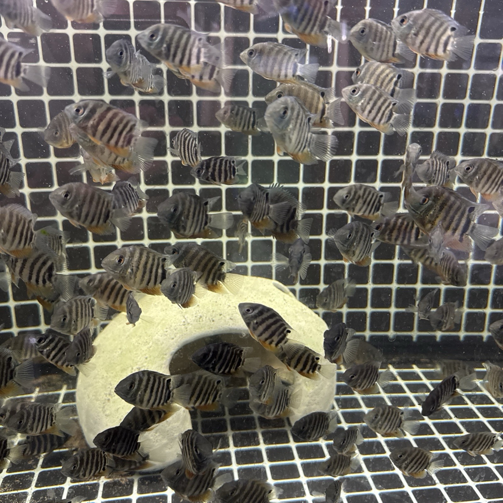 Severum Cichlid - South American Live Fish