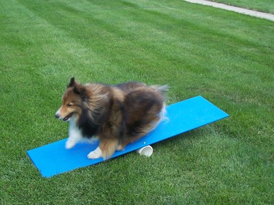 Agility Gear Teeter And Contact Teacher - Dog Agility Equipm...