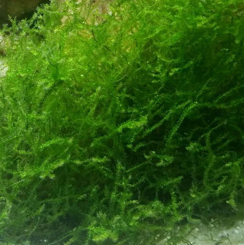 Aquarium Freshwater Java Christmas Moss Live Plants Fish Tan...