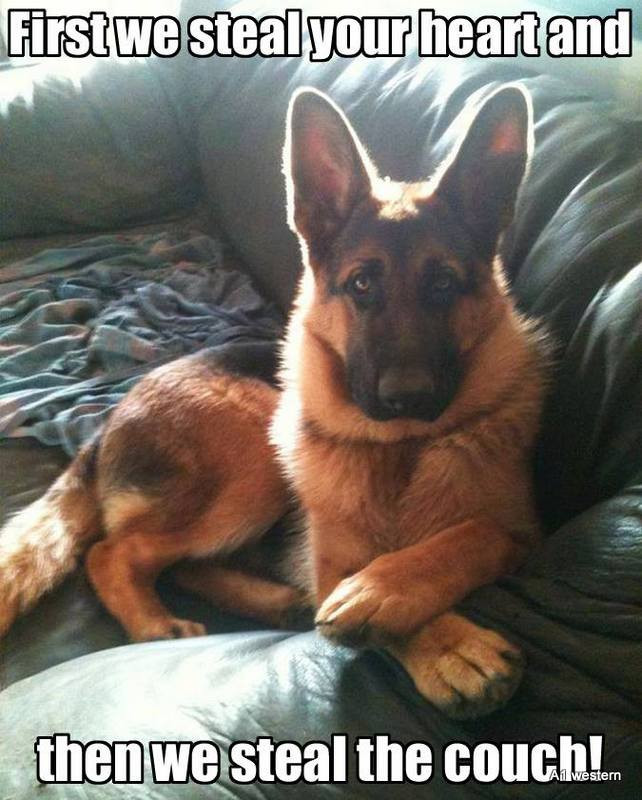 German Shepherd Refrigerator Magnet