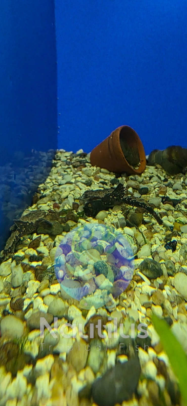 Banjo Catfish (B. coracoideus)