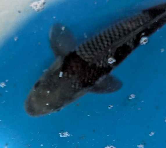 Ochiawa 5M2M Live Koi Fish