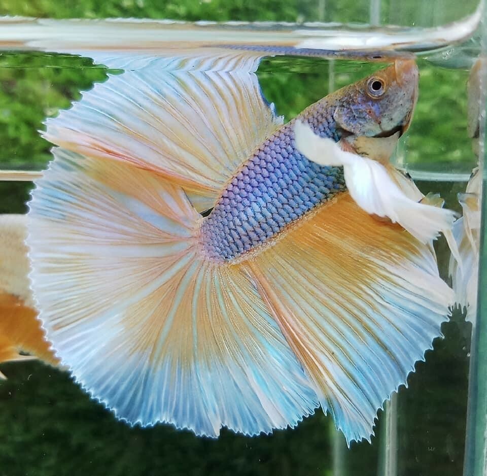 High Quality Yellow Betta Fish - Halfmoon Male