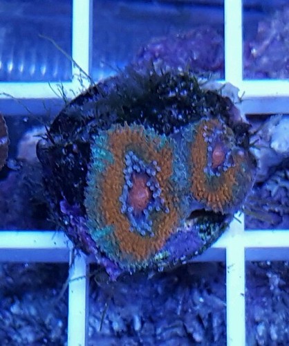 Micromusa Frag Zoanthid Lps Sps Polyps Live Coral Wysiwyg M4...