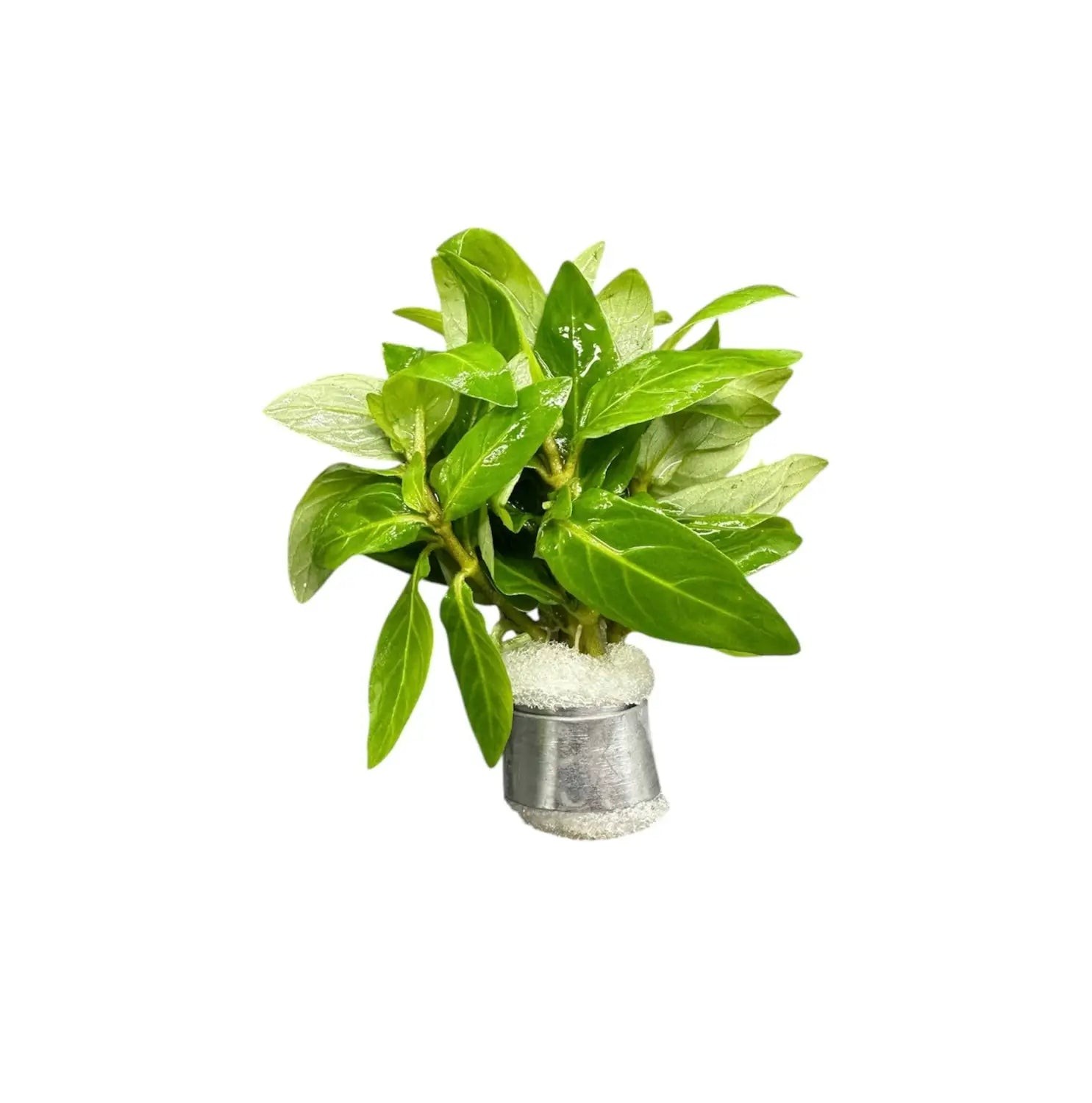 Staurogyne Repens Aquatic Plants Bundle