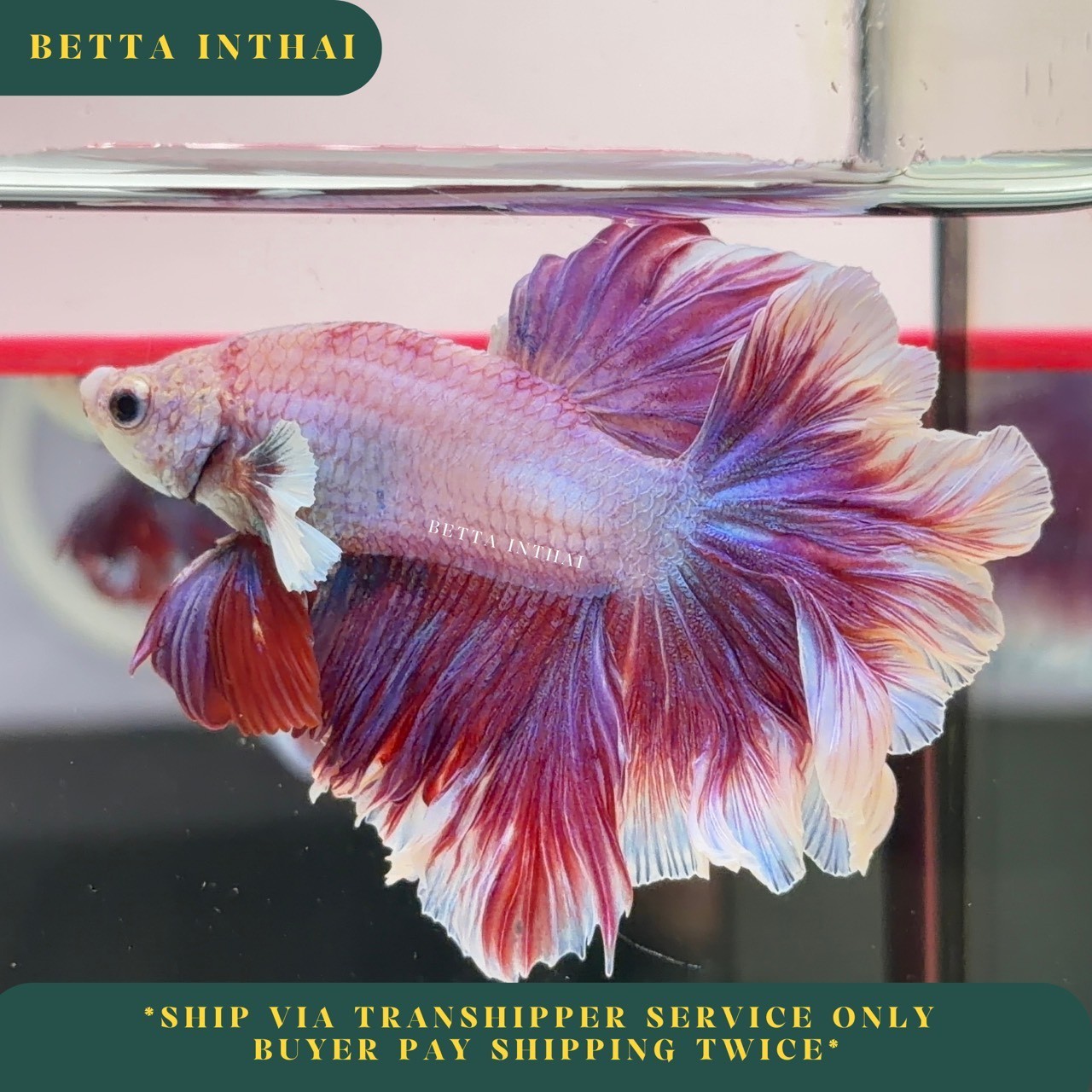 Lavender Betta Male - Gorgeous Rosetail Butterfly Fish