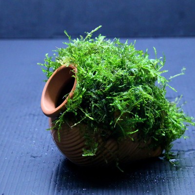 Java Moss + Ceramic Jar (S) - Aquarium Ornament Live Aquaric...